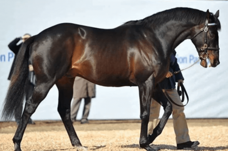 The Most Expensive Horses in the World and Their Racing History